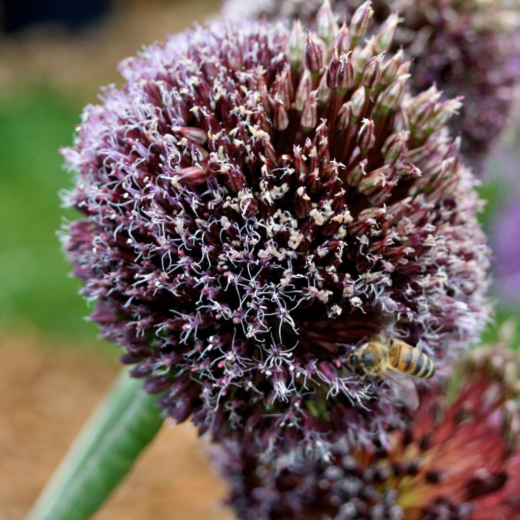Allium amethystinum Forelock