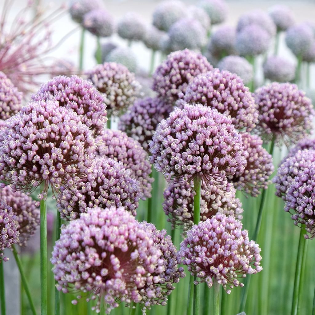 Allium ampeloprasum 