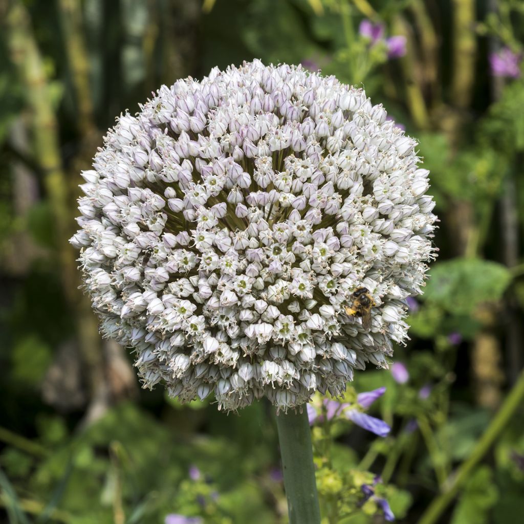 Allium ampeloprasum 