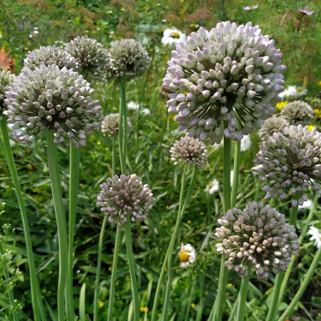 Allium ampeloprasum 