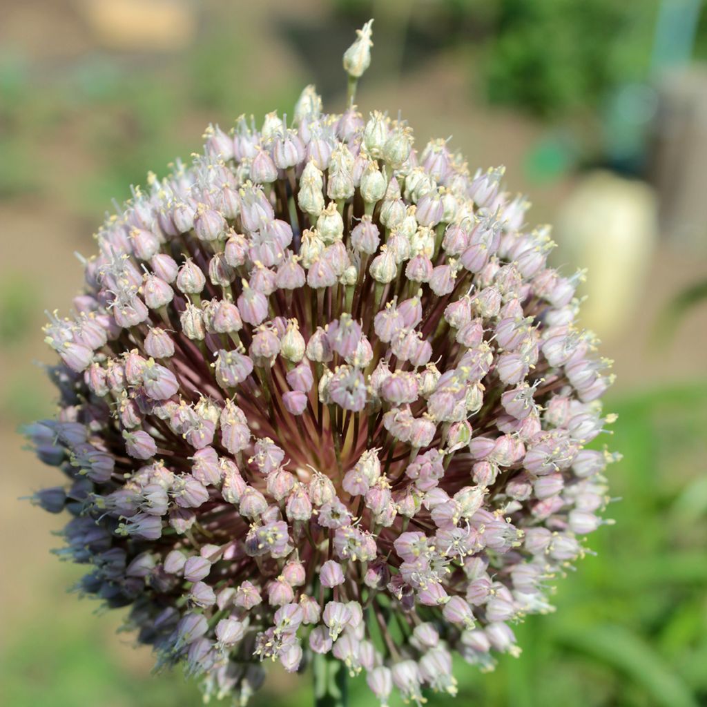 Allium ampeloprasum 