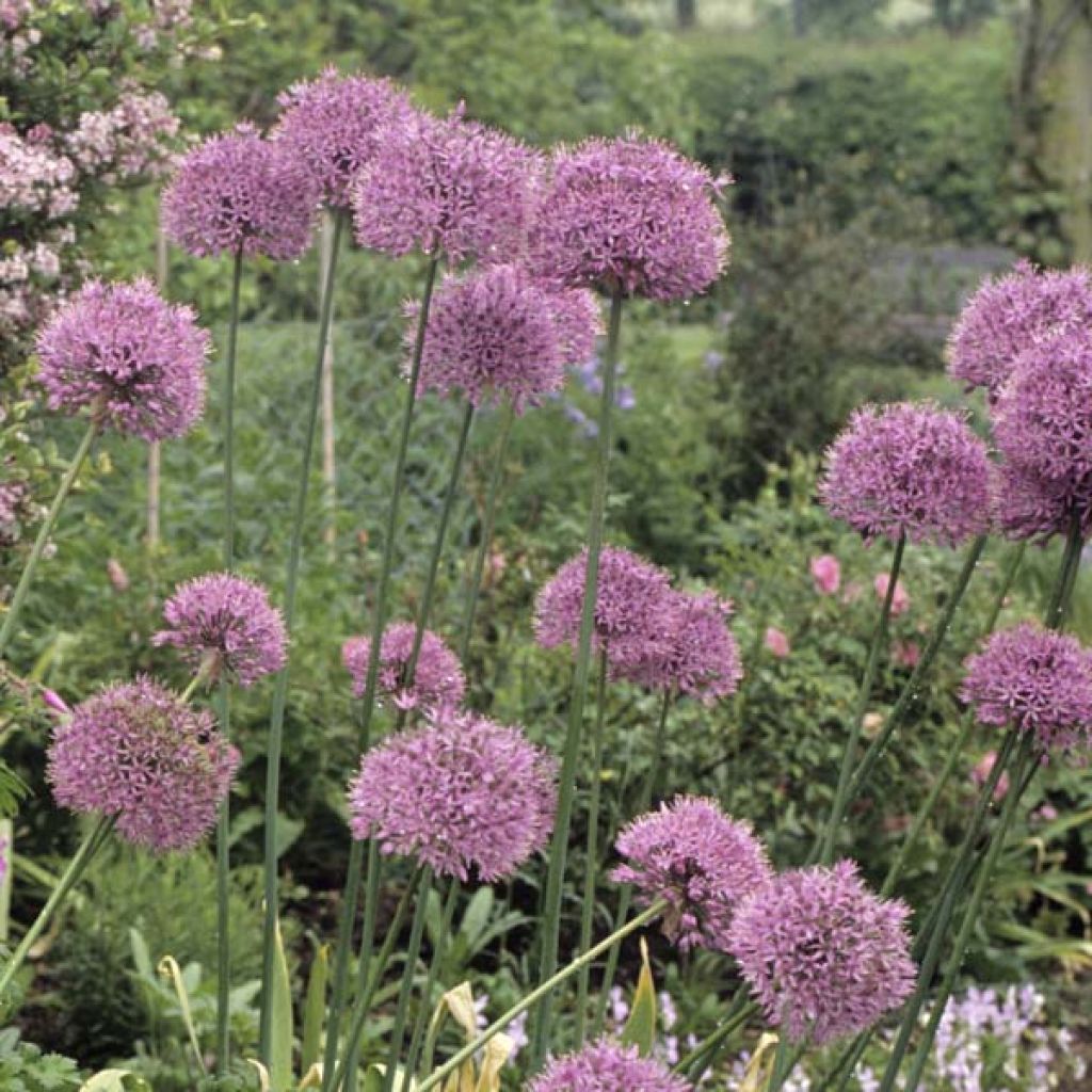 Ail d'ornement - Allium giganteum