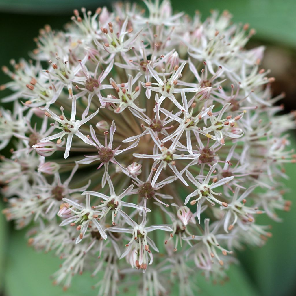 Allium karataviense