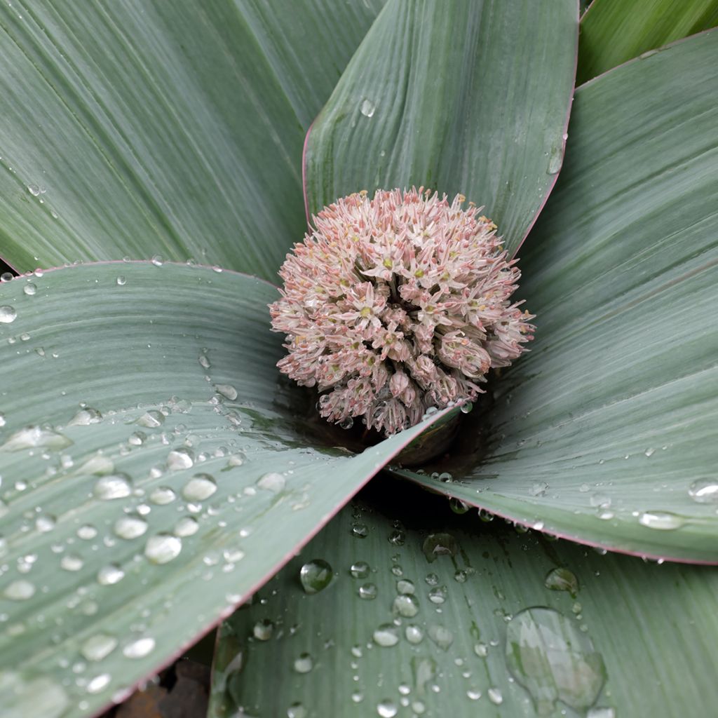 Allium karataviense