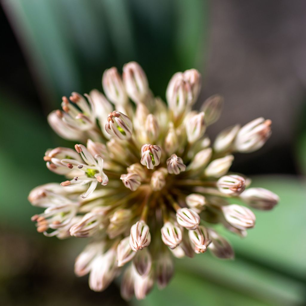 Allium karataviense