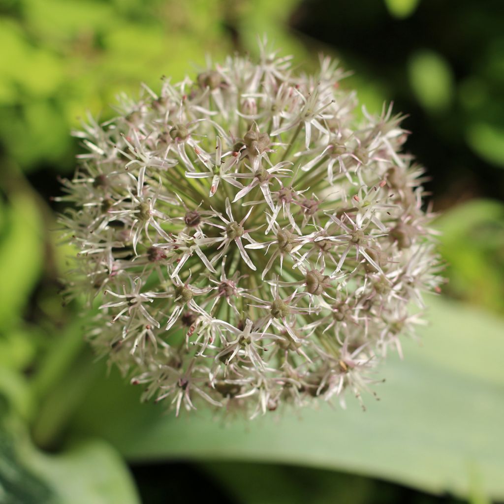 Allium karataviense