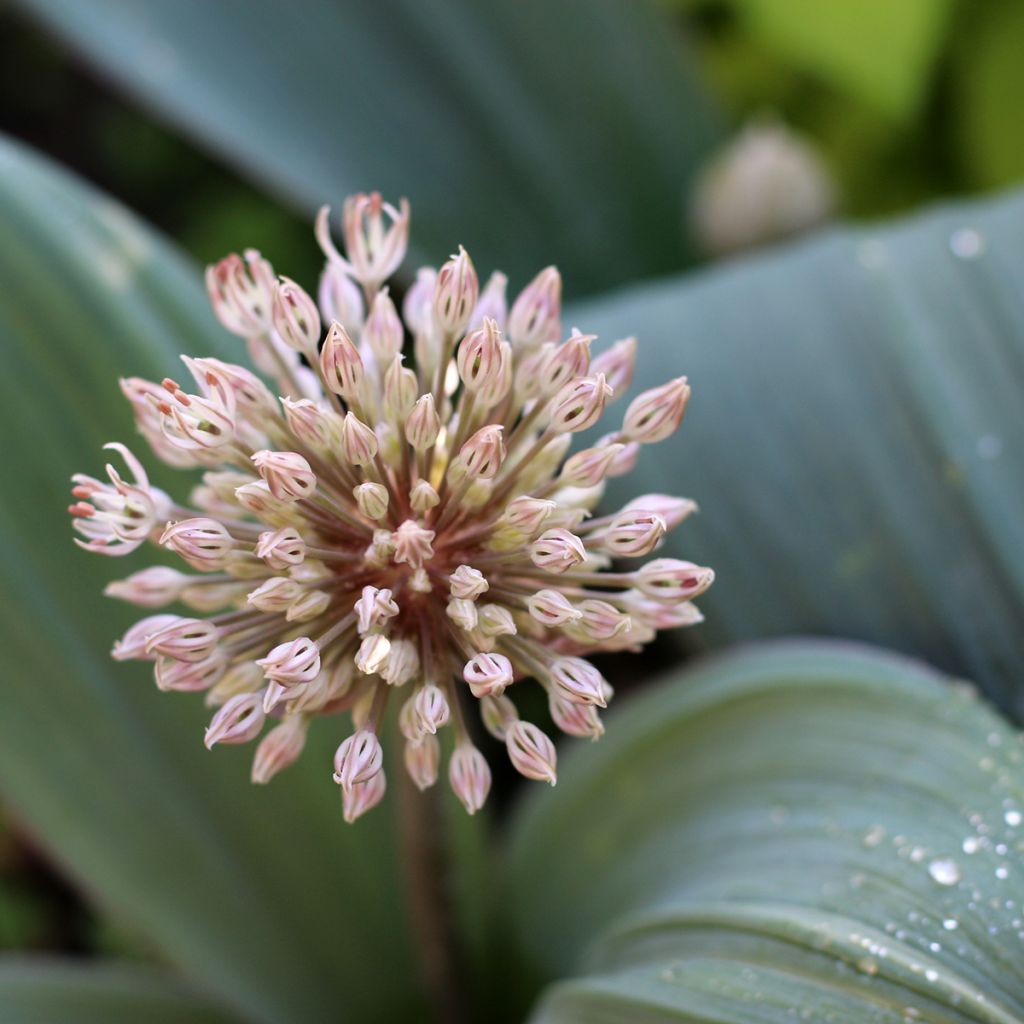 Allium karataviense