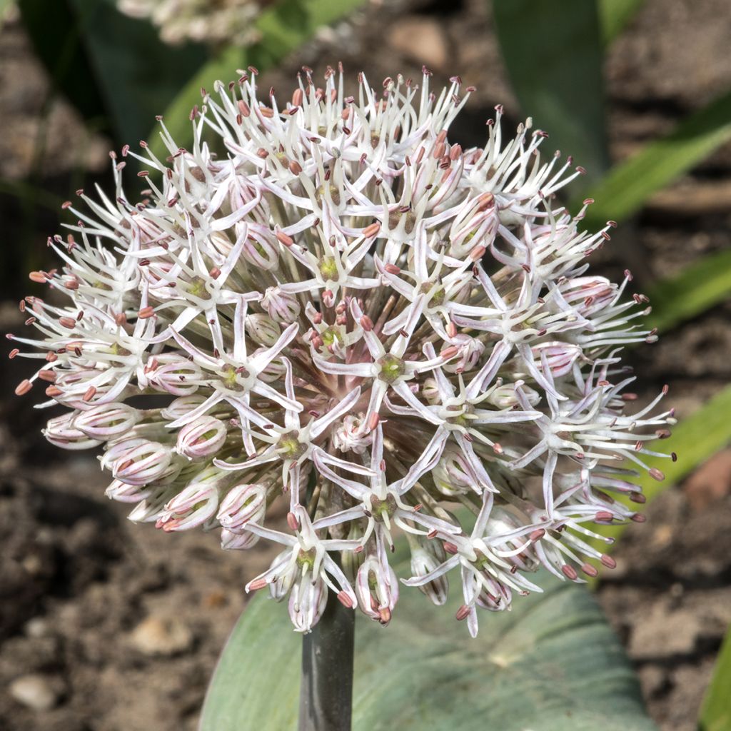 Allium karataviense