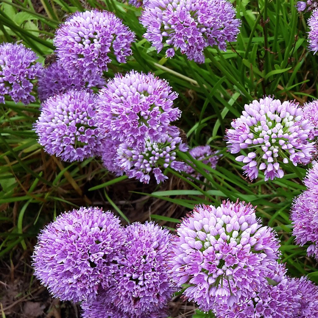 Ail d'ornement - Allium Little Sapphire