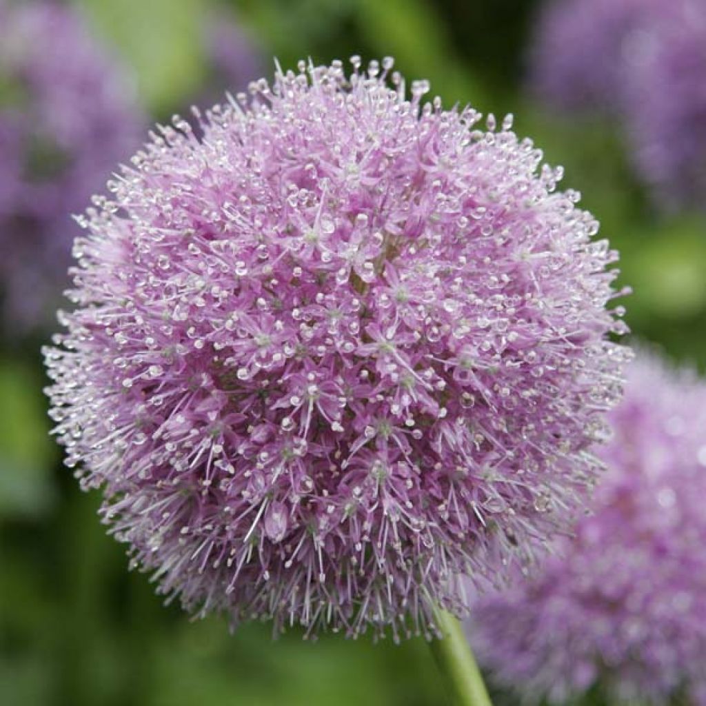 Allium Macleanii ou Elatum