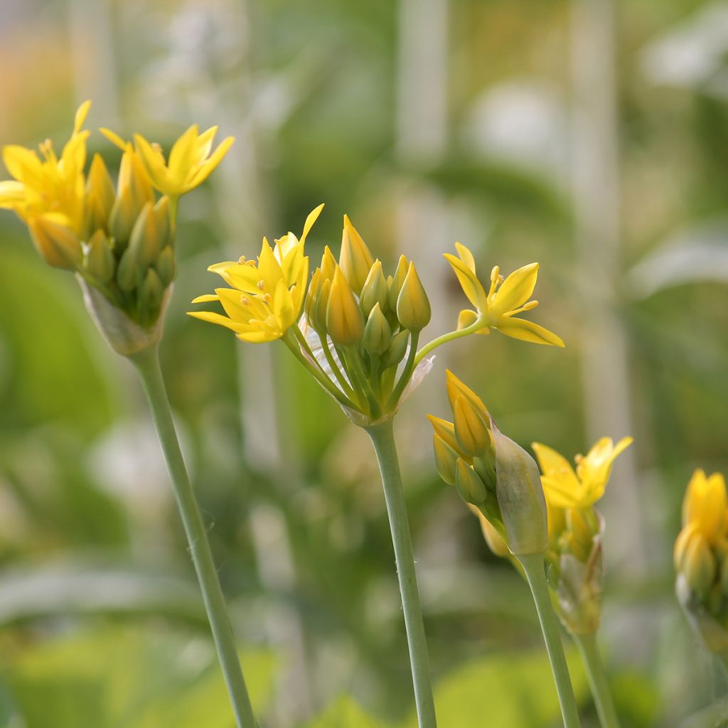 Allium moly