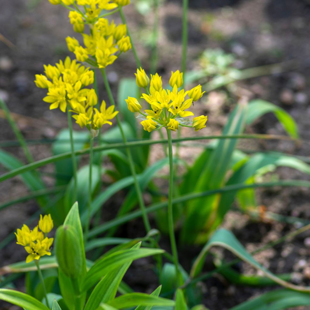 Allium moly