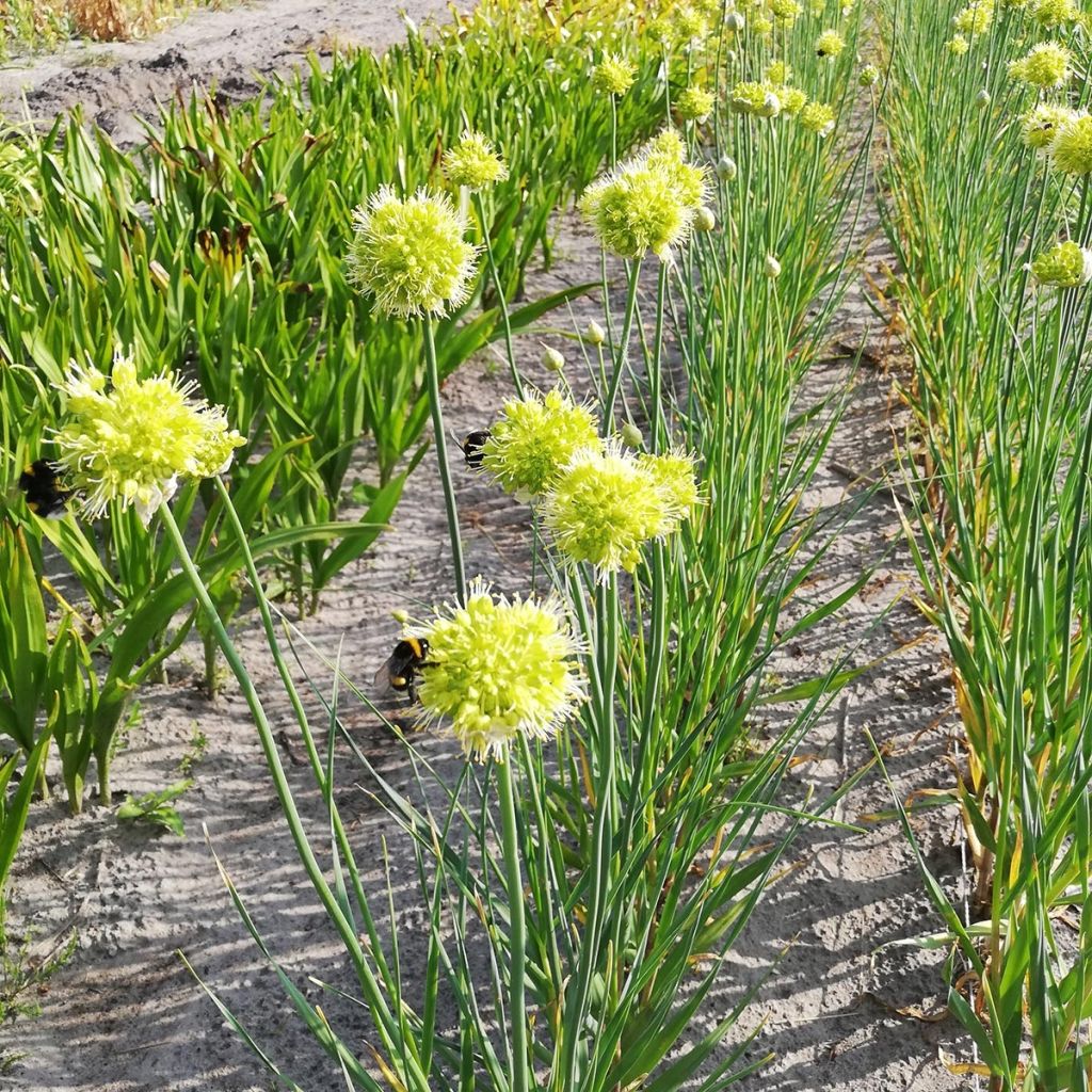 Allium obliquum - Ail d'ornement