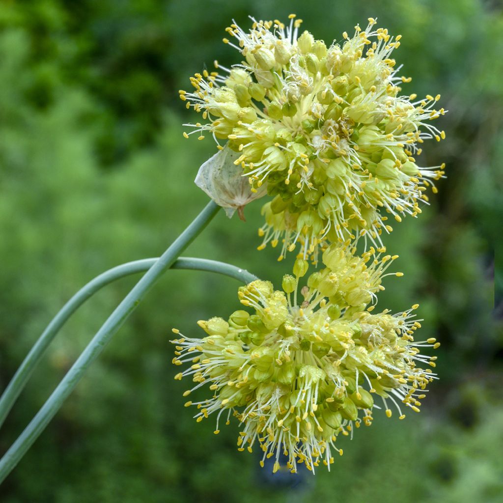 Allium obliquum