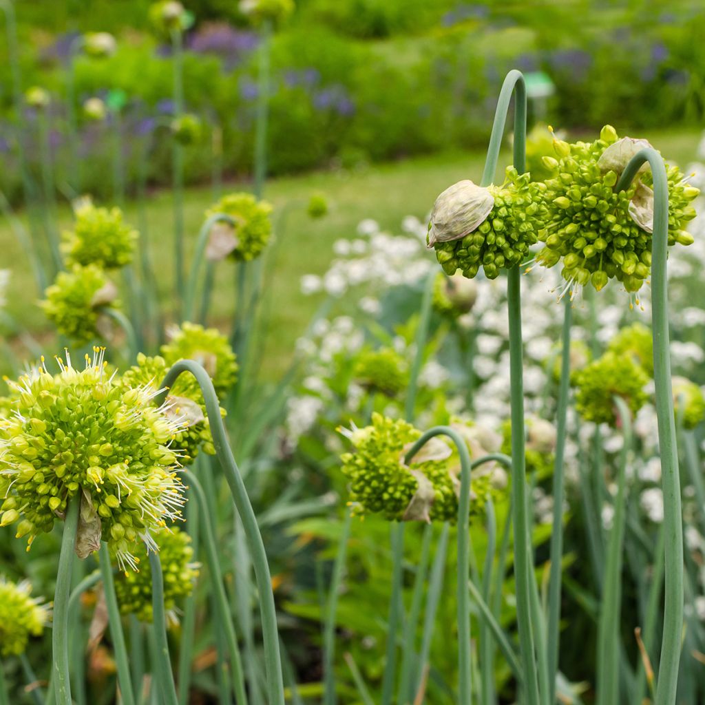 Allium obliquum