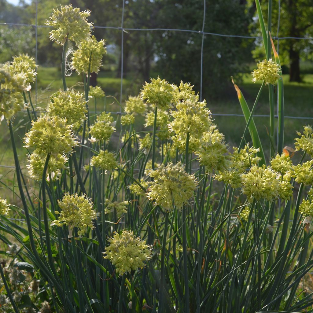 Allium obliquum