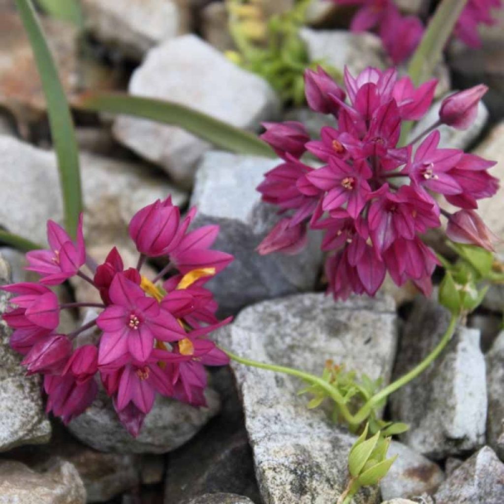 Ail d'ornement - Allium oreophilum