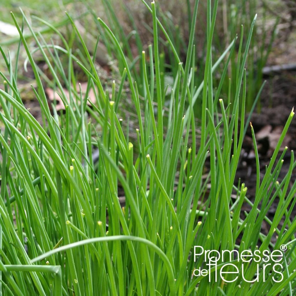 Ciboulette Rising Star - Allium schoenoprasum