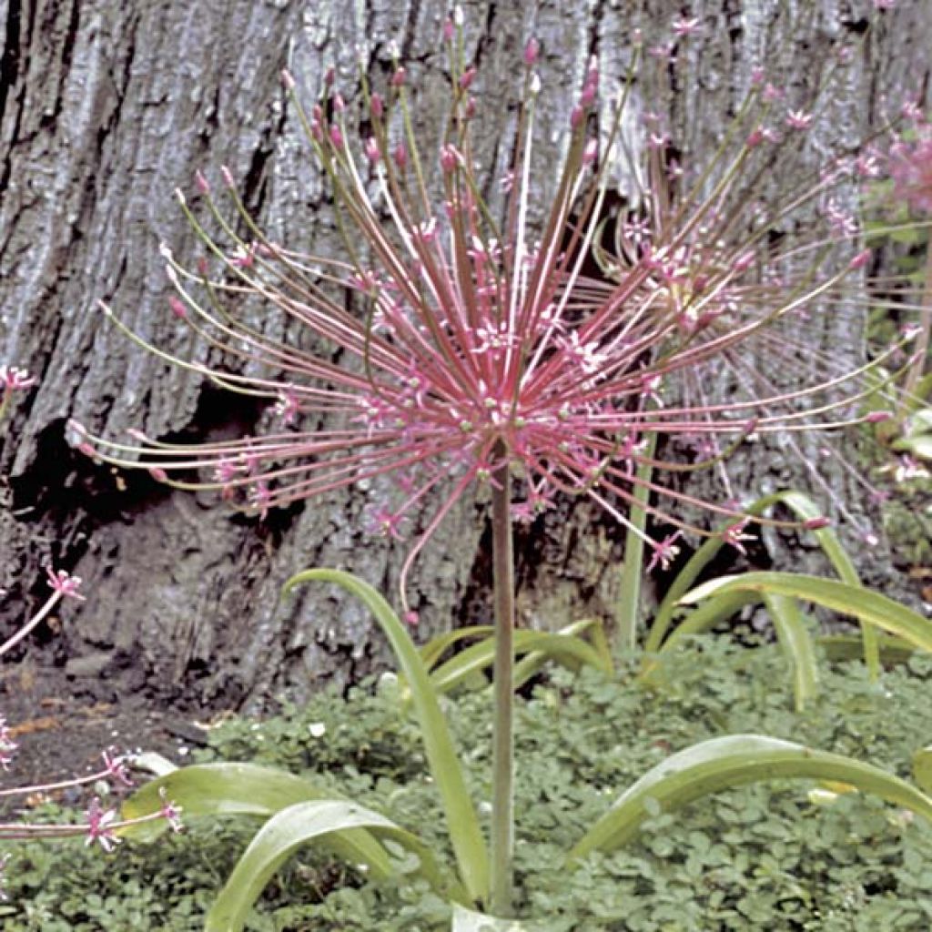 Ail d'ornement - Allium schubertii