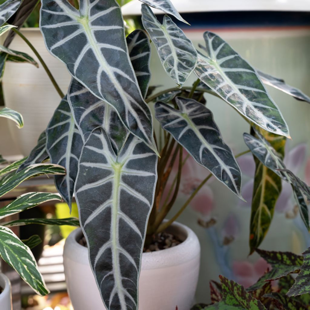 Alocasia Bambino - Oreja de elefante