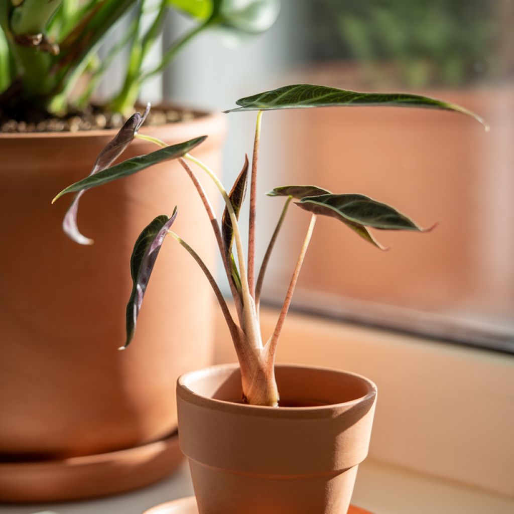 Alocasia Bambino - Oreja de elefante