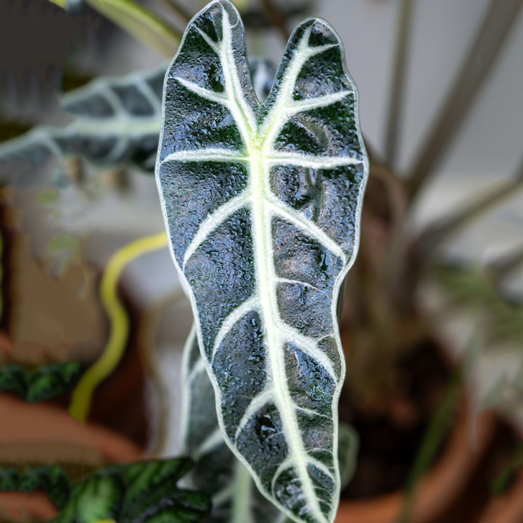 Alocasia Bambino - Oreja de elefante