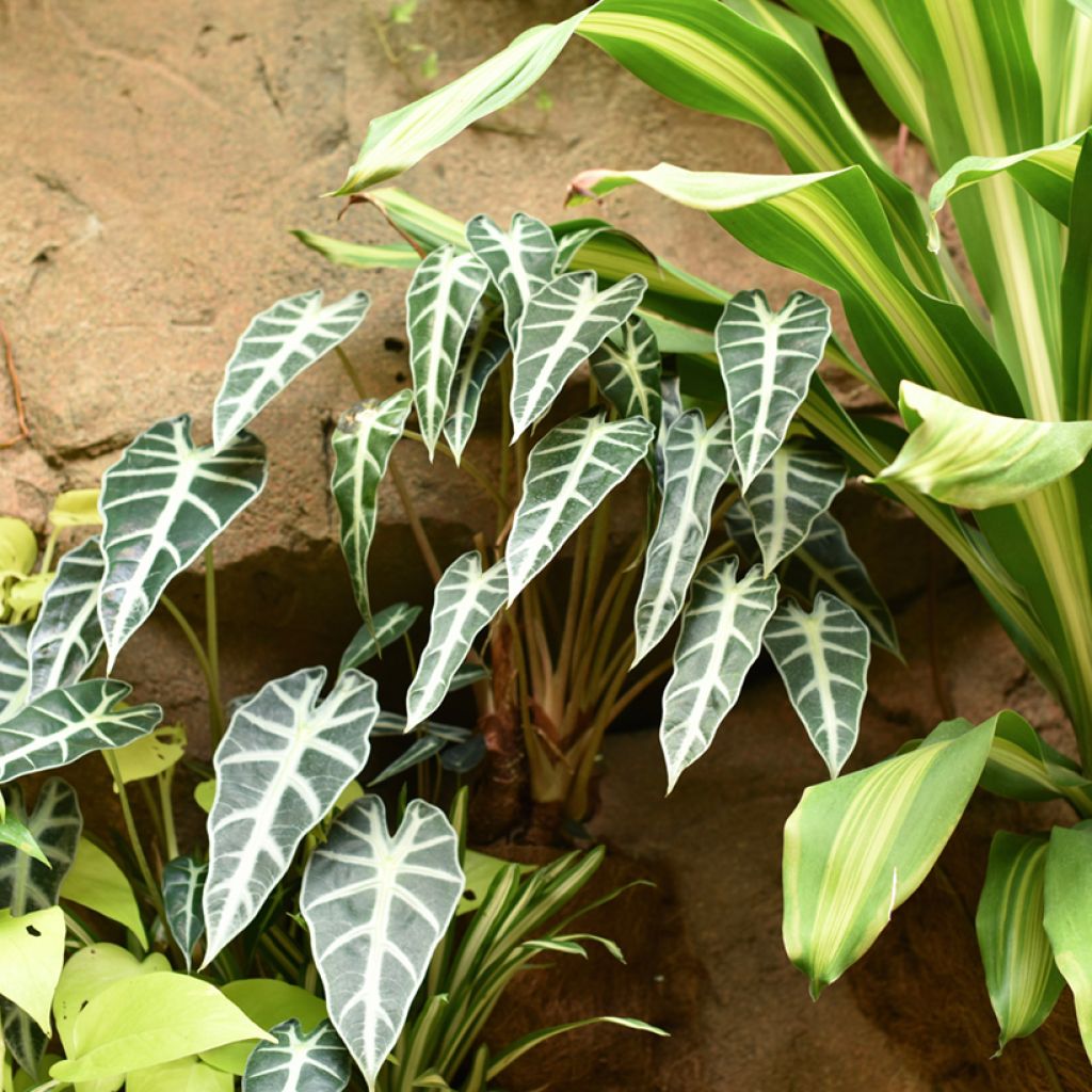 Alocasia Bambino - Oreja de elefante