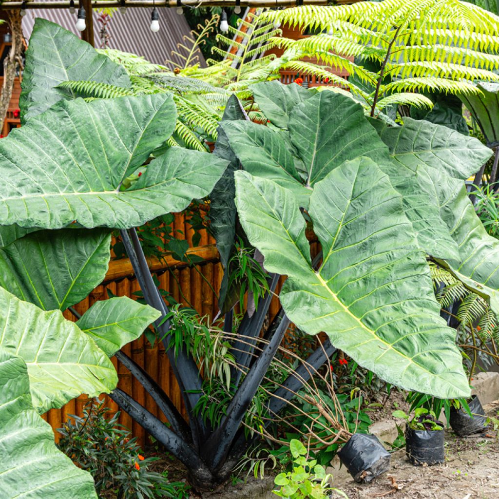 Alocasia macrorrhizos Violacea - Oreja de elefante