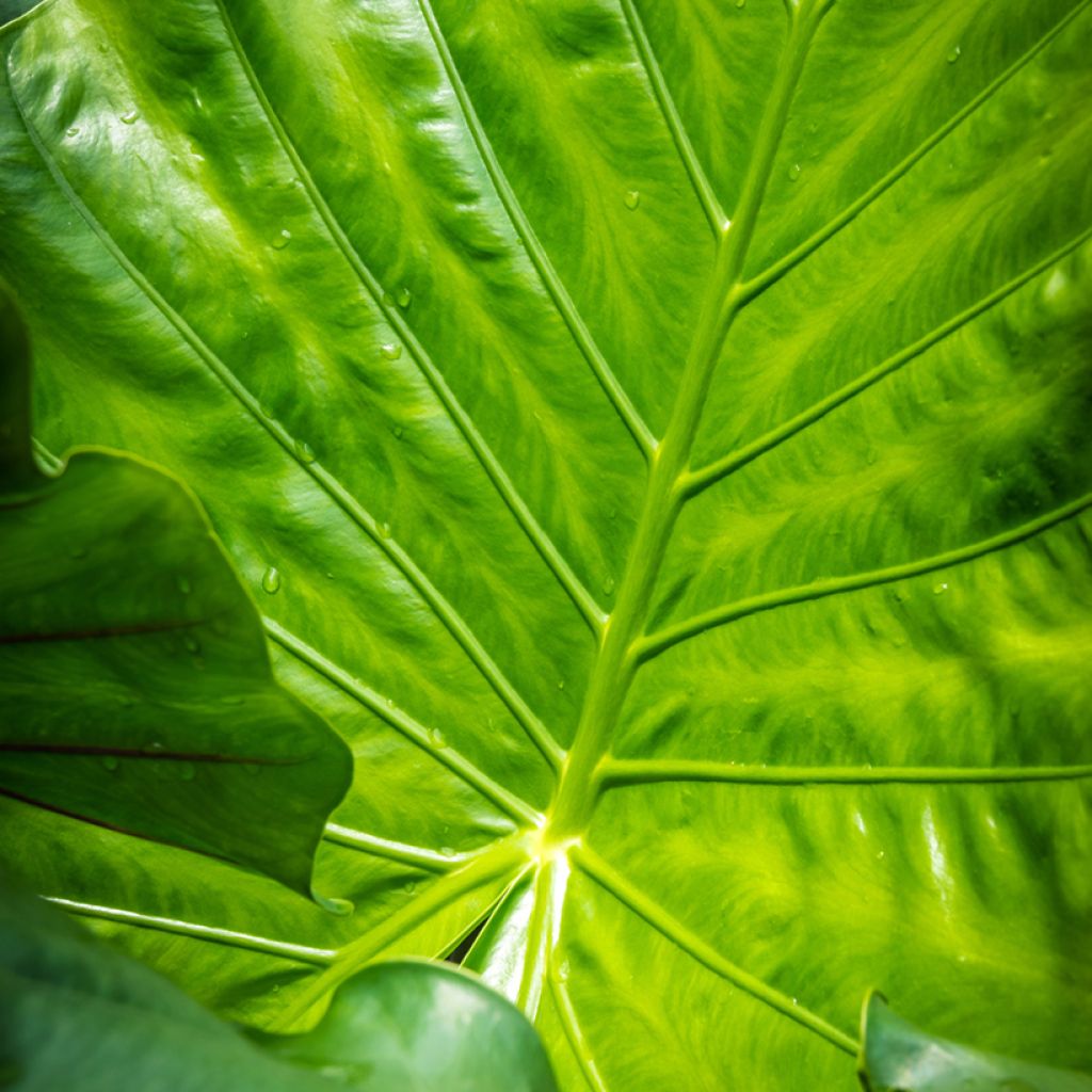 Alocasia macrorrhizos Violacea - Oreja de elefante