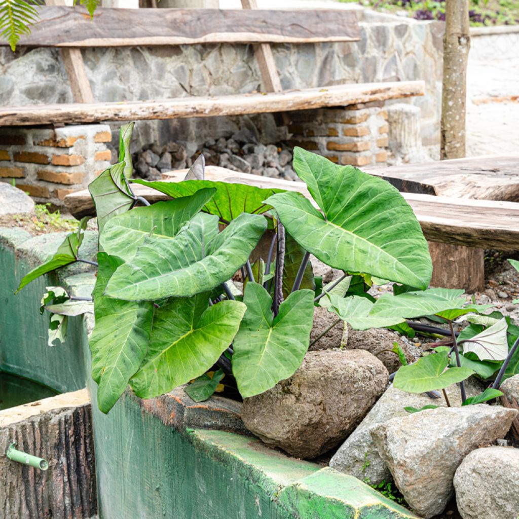 Alocasia macrorrhizos Violacea - Oreja de elefante