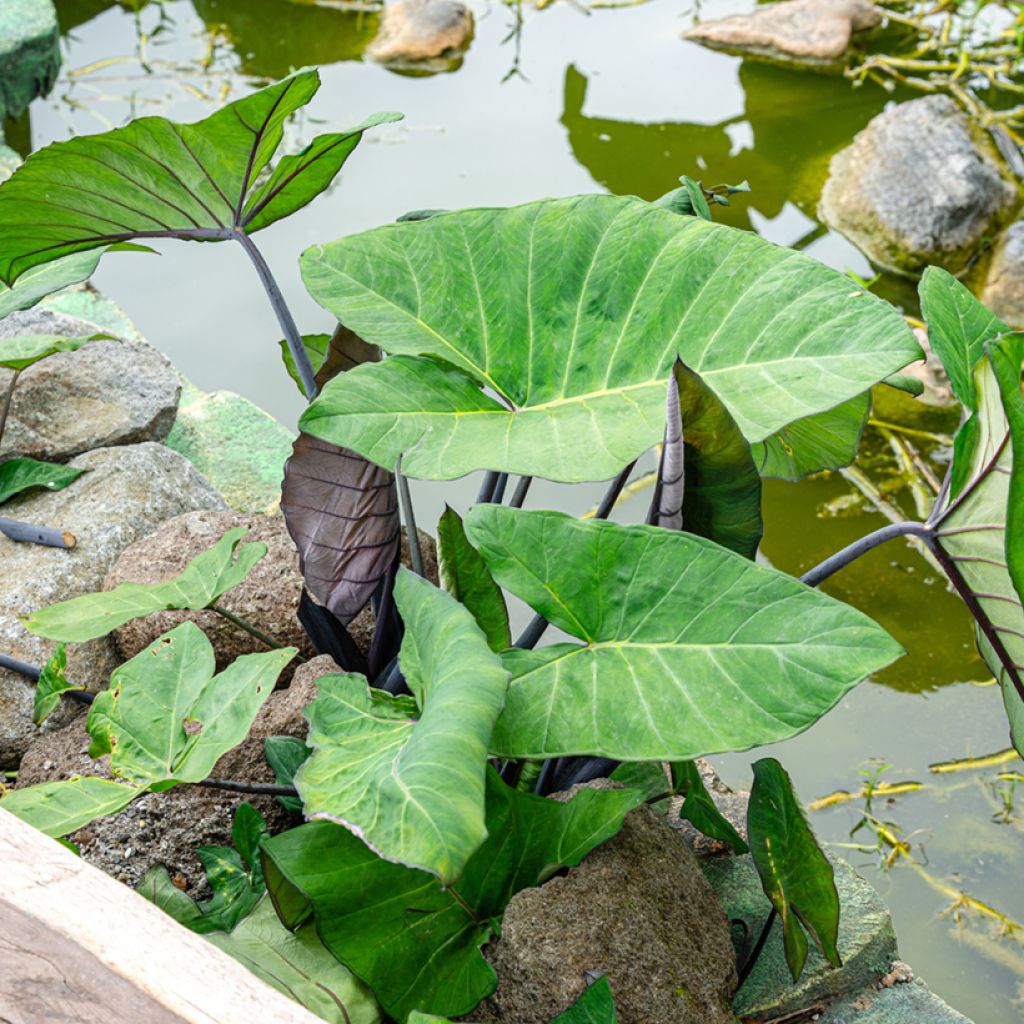 Alocasia macrorrhizos Violacea - Oreja de elefante