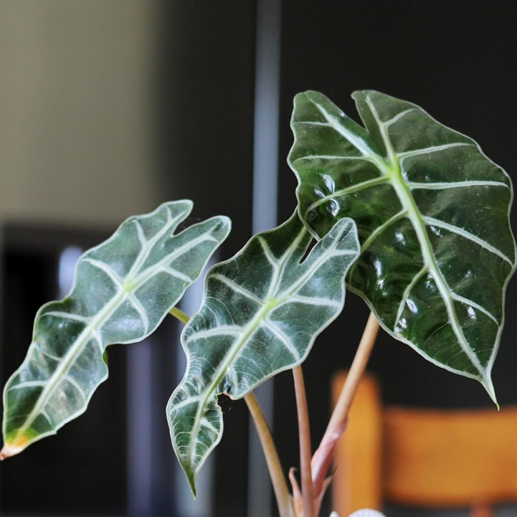Alocasia Curly Bambino - Elephant's Ear