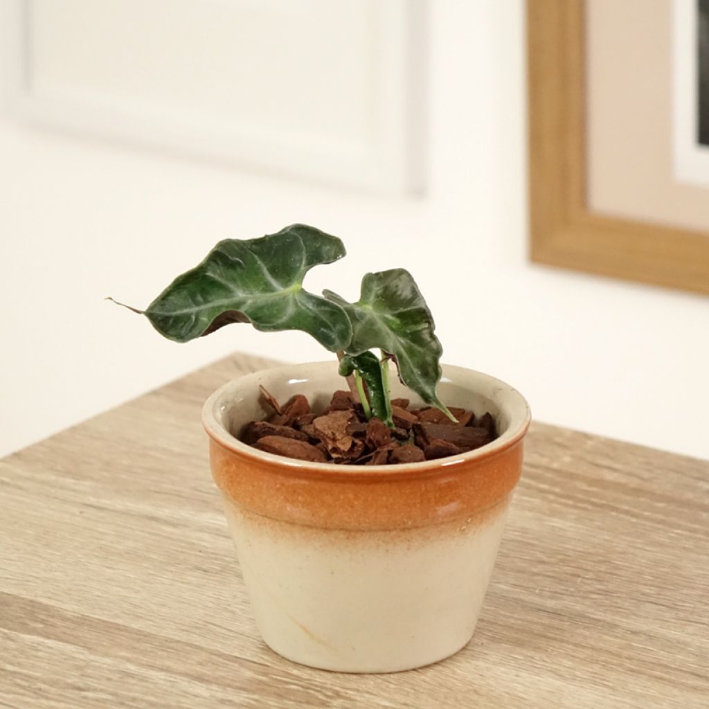 Alocasia Loco - Elephant ear
