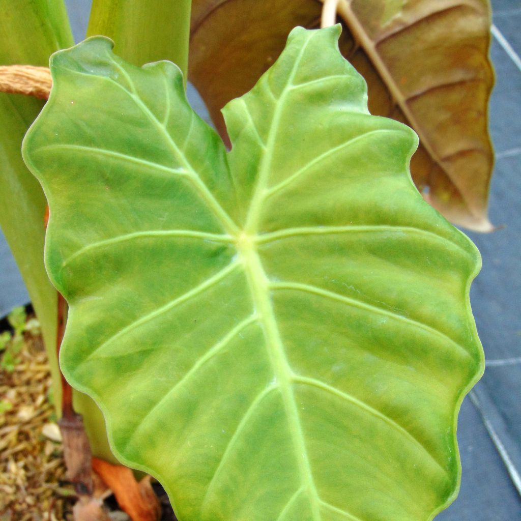 Alocasia Mayan mask - Oreille d'éléphant 