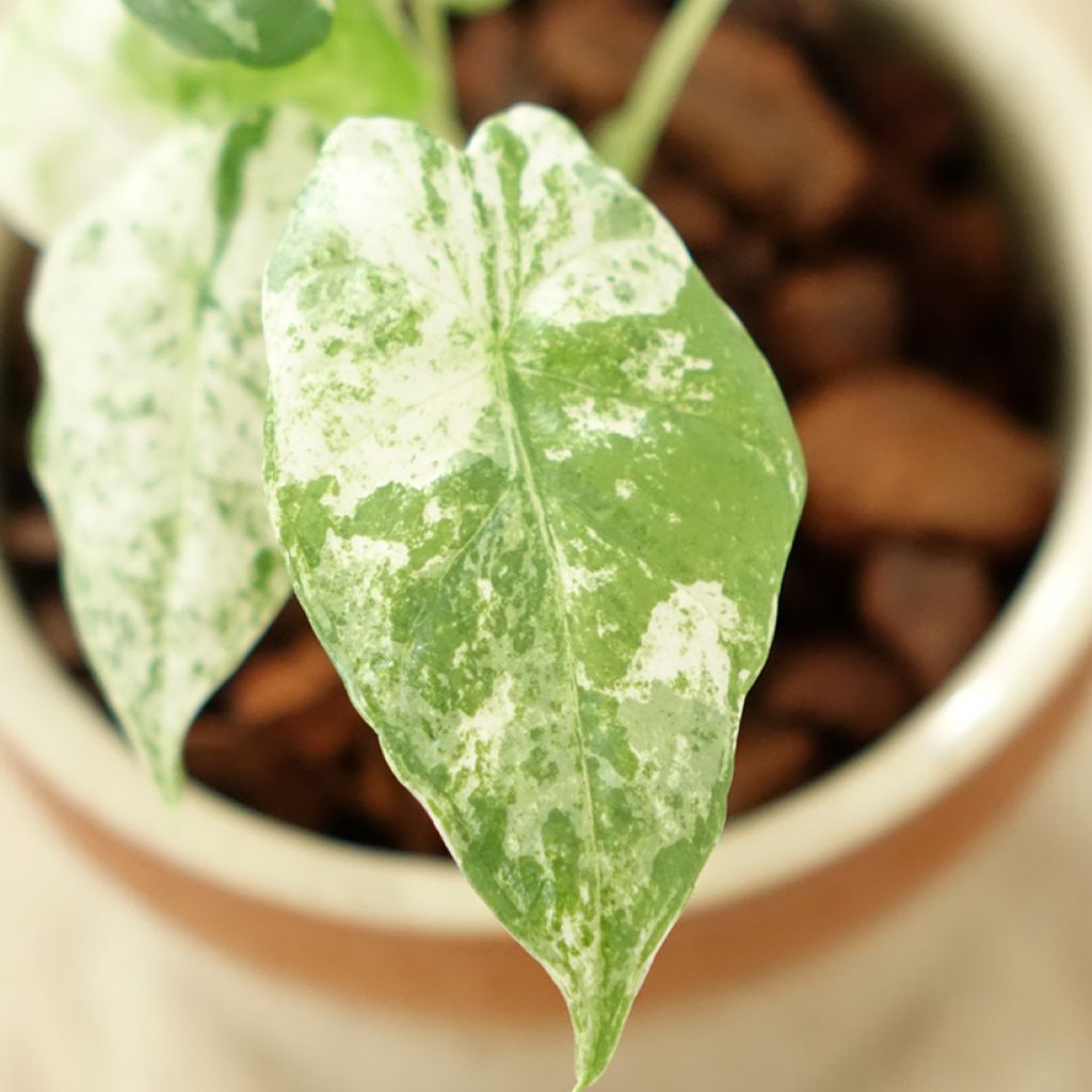 Alocasia odora Batik - Oreja de elefante