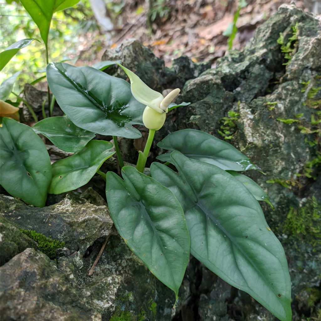 Alocasia reversa - Elephant ear