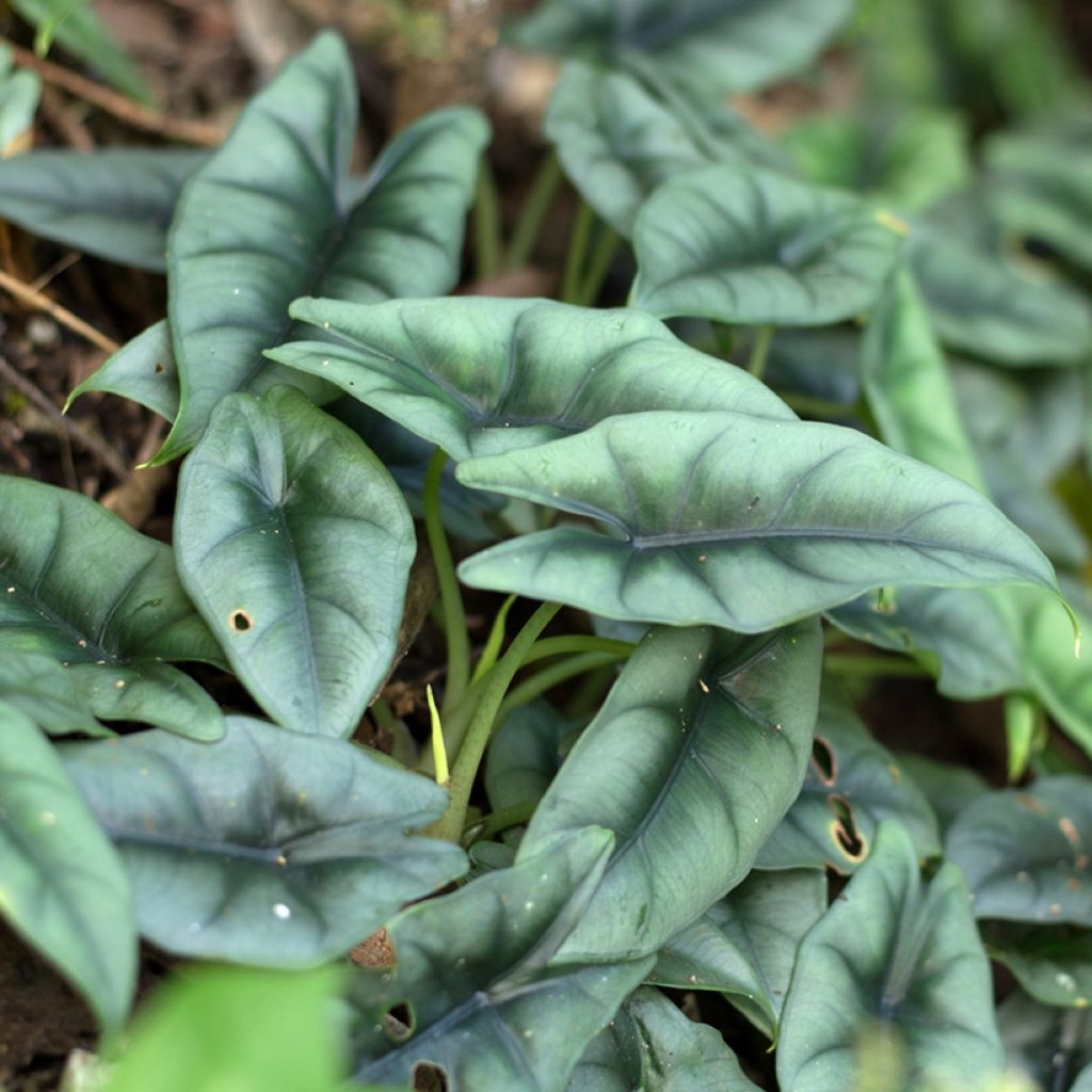 Alocasia reversa - Elephant ear