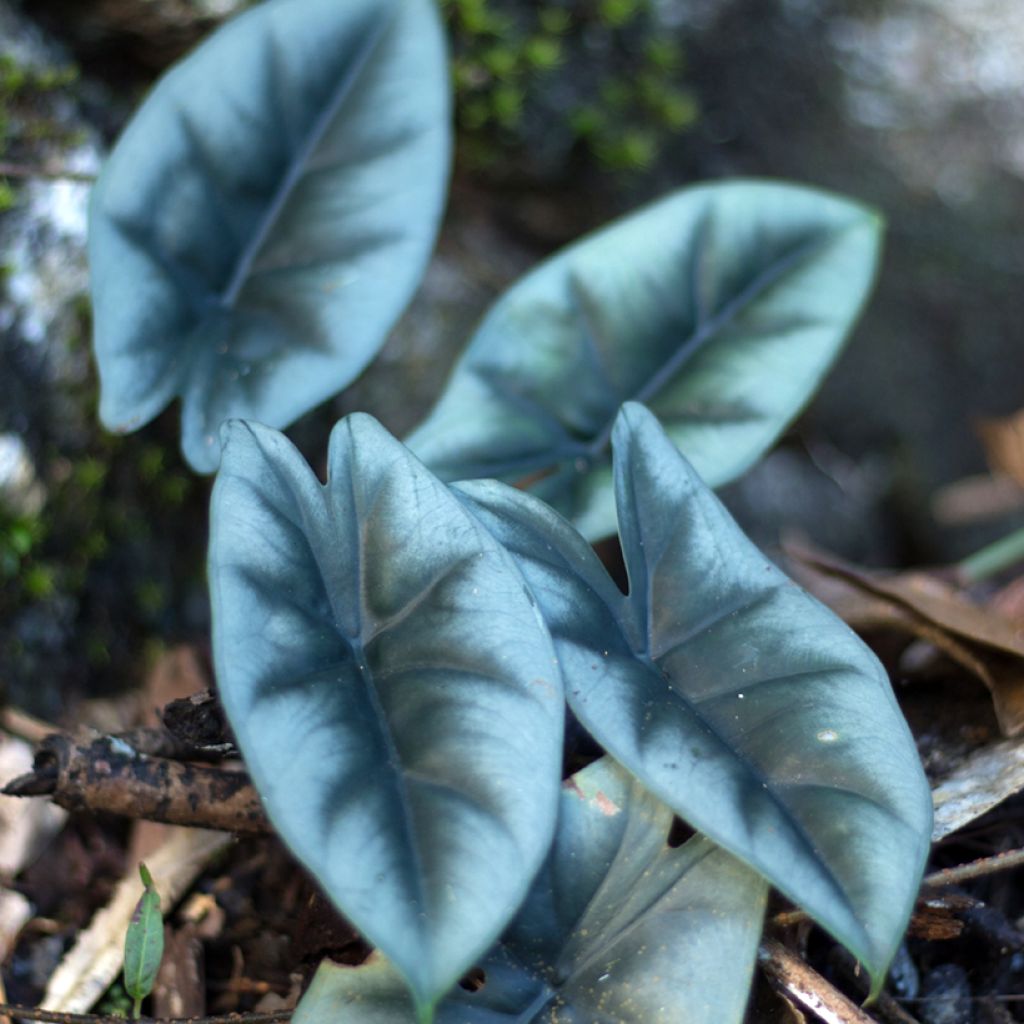 Alocasia reversa - Elephant ear