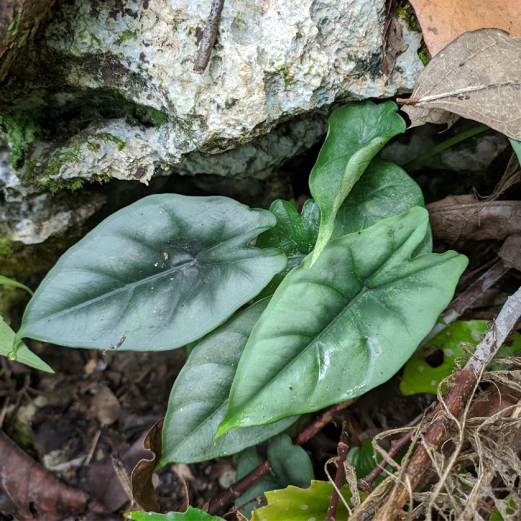 Alocasia reversa - Elephant ear
