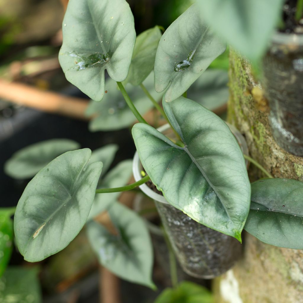Alocasia reversa - Elephant ear