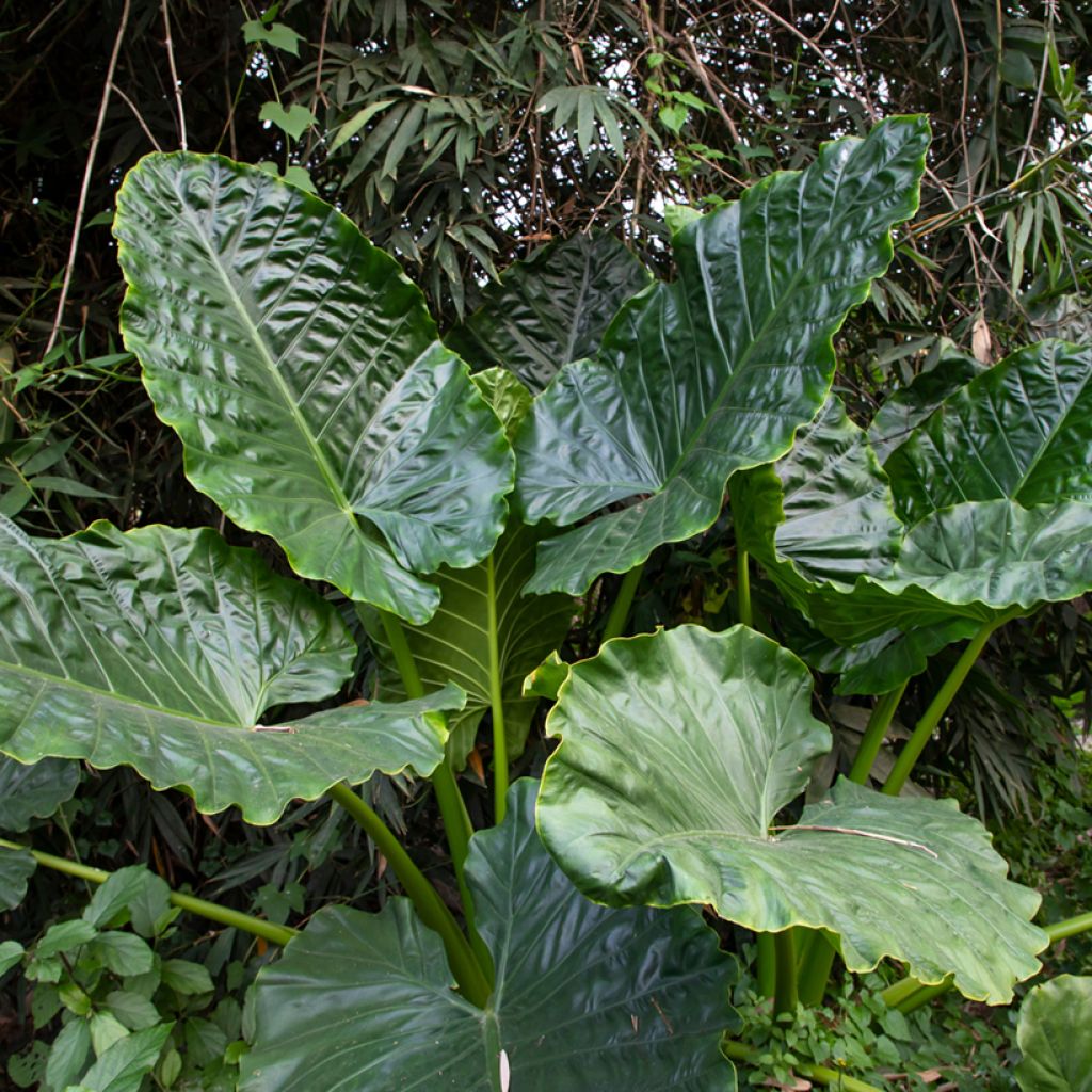 Alocasia Sumo® - Elephant's Ear