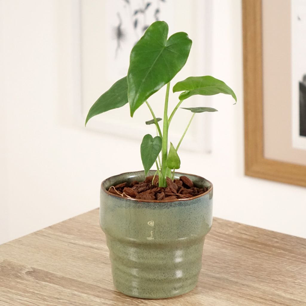 Alocasia gageana California - Oreja de elefante