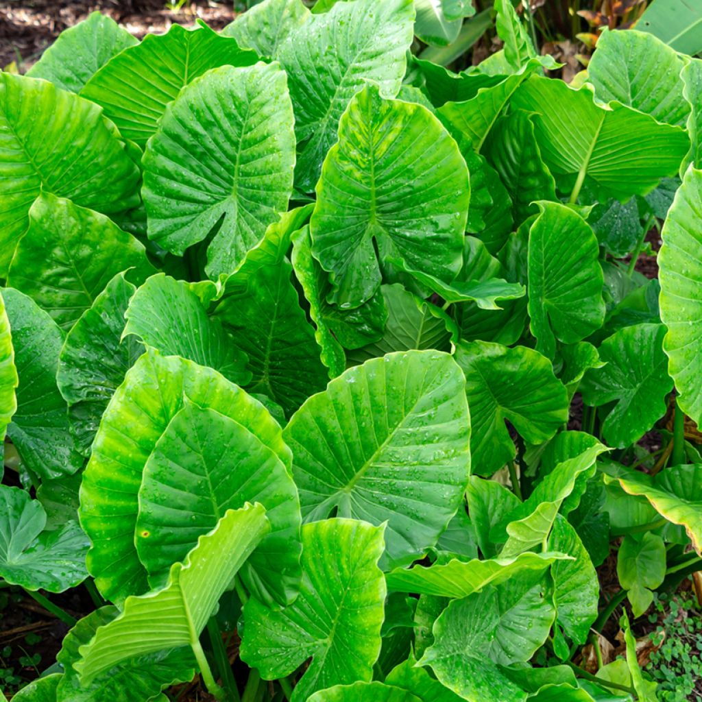 Alocasia gageana California - Oreja de elefante
