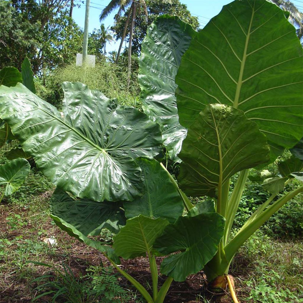 Alocasia macrorrhiza - Alocasia à grandes racines - Oreille d'éléphant