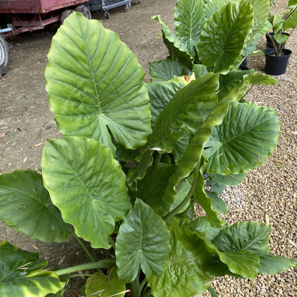 Alocasia odora - Night-scented Lily