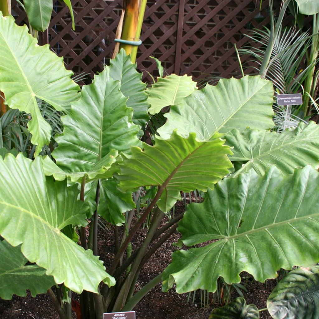 Alocasia Portodora - Oreja de elefante