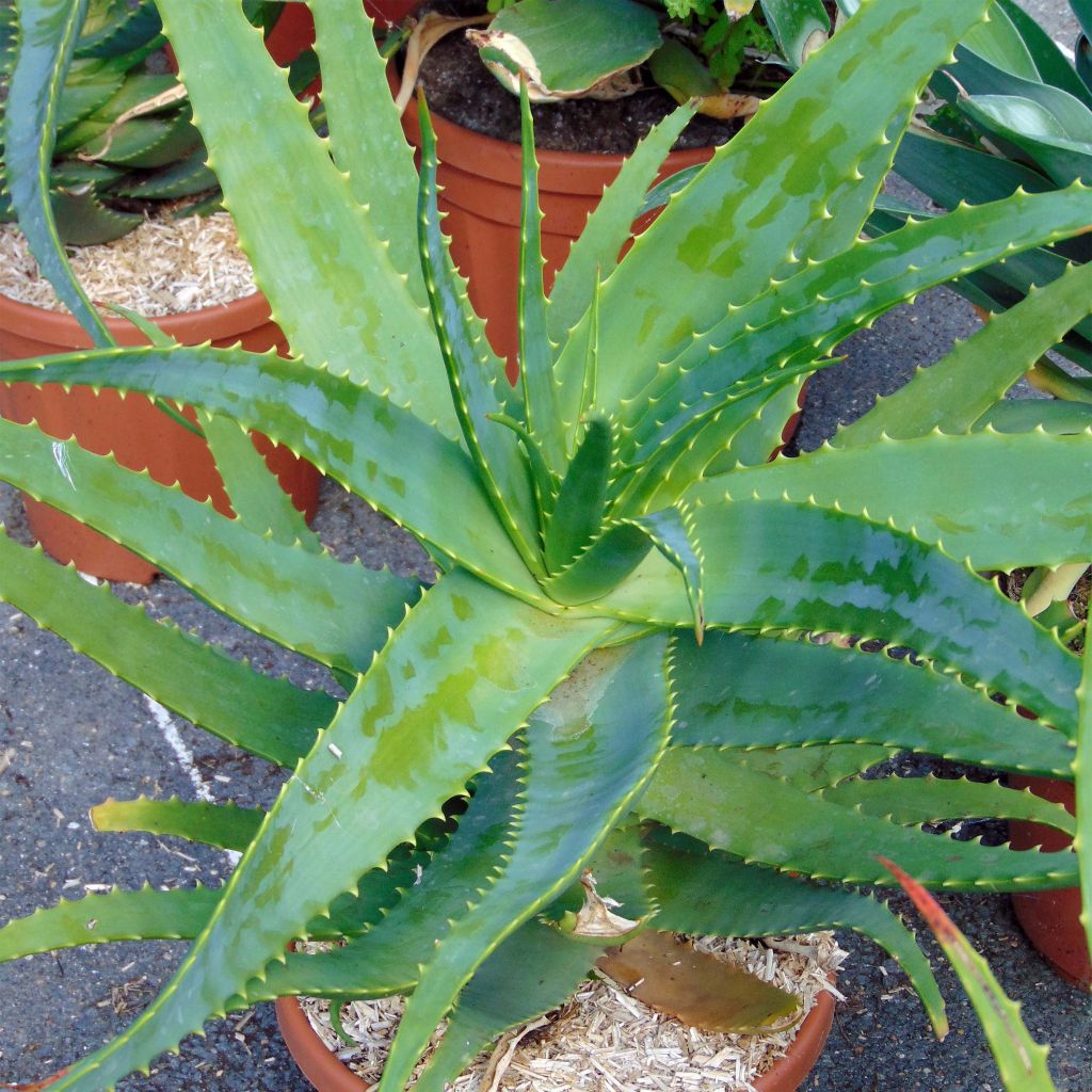 Aloe arborescens - Aloès arborescent