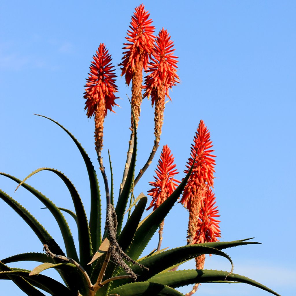 Aloe arborescens