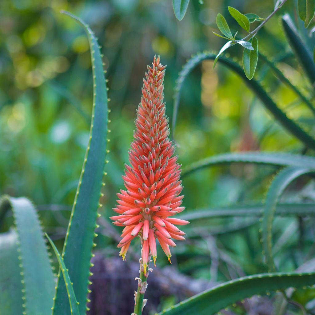 Aloe arborescens