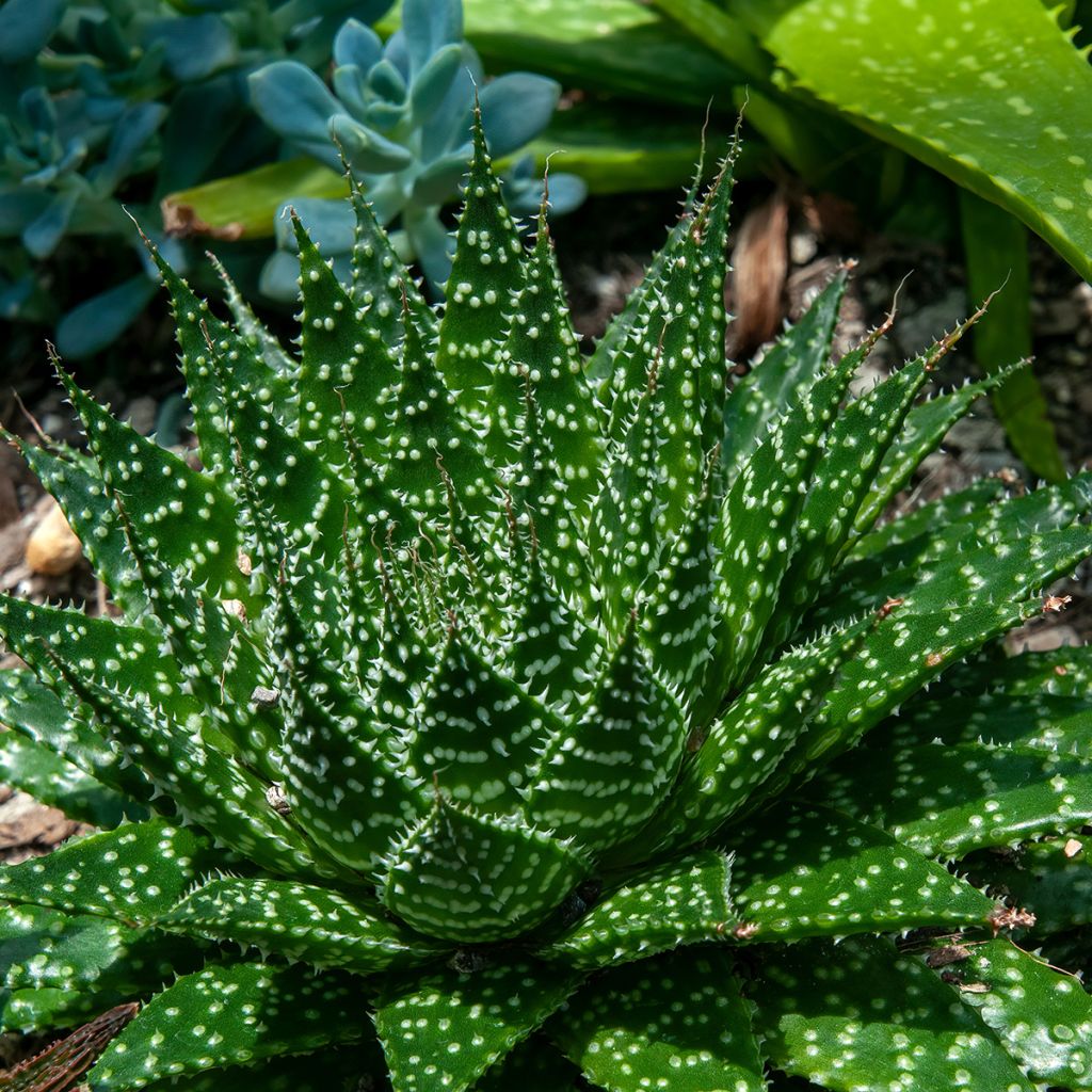 Aloe aristata  